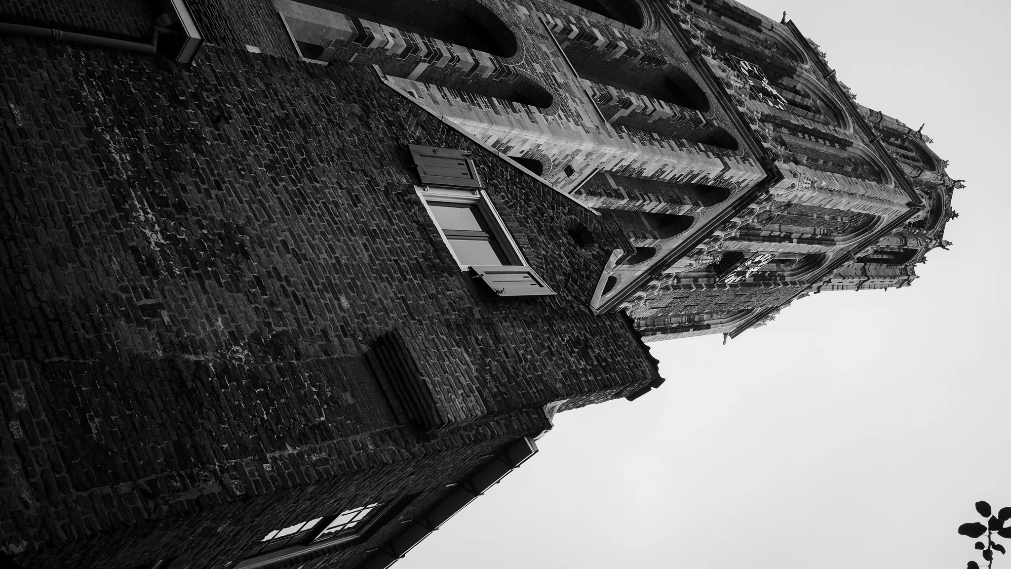desolado 19