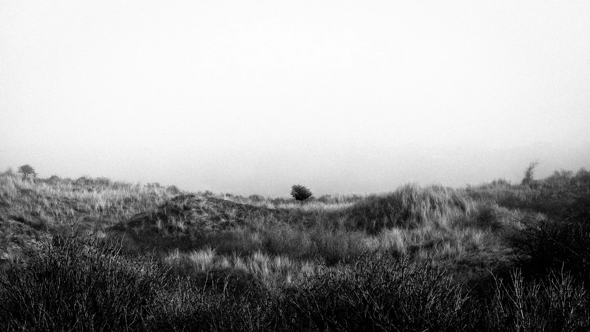 desolado 3