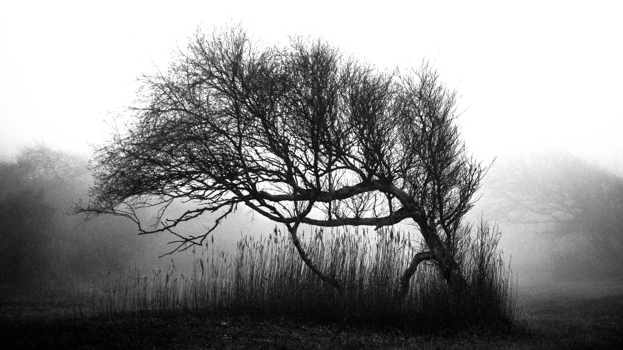 desolado 2